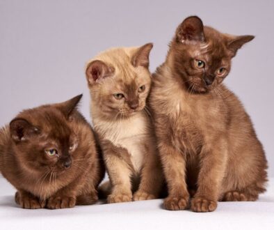 cute cats kittens animals mammals 3273789
